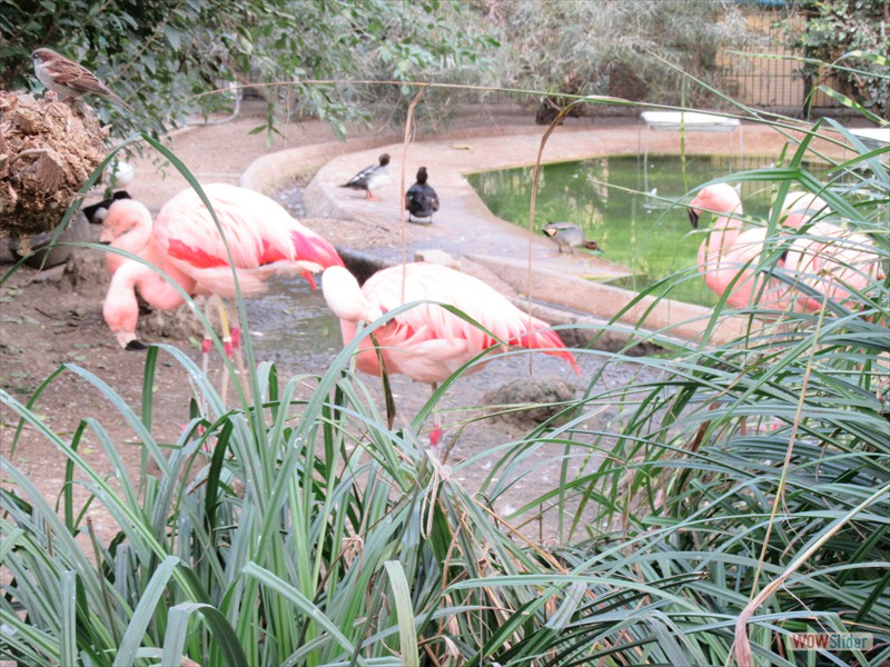46 Flamingoes